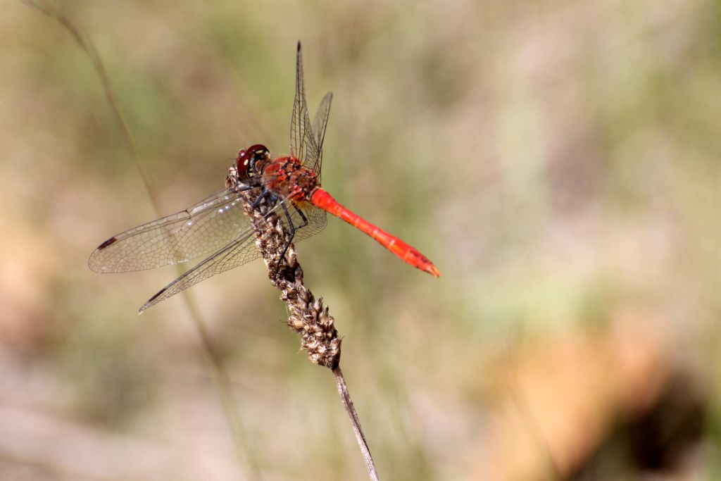 Sympetrum sanguineum? Tutti?
